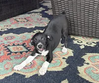 Goerge, a male Rat Terrier for sale in Romeo, MI – 2 of 7