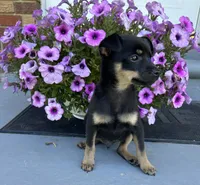 Jerry, a male Chihuahua for sale in Romeo, MI – 4 of 10