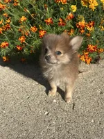 JC, a male Pomeranian for sale in Romeo, MI – 5 of 5