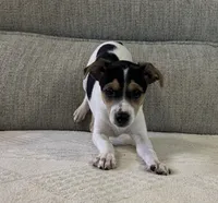 Betsy, a female Rat Terrier for sale in Romeo, MI – 4 of 5