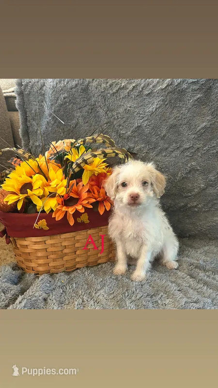 AJ – Shihpoo puppy for sale in Romeo, MI