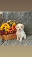 AJ, a male Shihpoo for sale in Romeo, MI – 1 of 2
