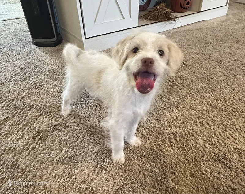AJ – Shih Tzu, Poodle - Miniature  puppy for sale in Romeo, MI
