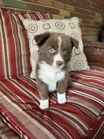 Cora, a female Australian Shepherd for sale in Romeo, MI – 2 of 4