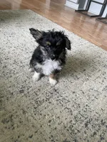 Will, a male Miniature Australian Shepherd for sale in Romeo, MI – 3 of 3
