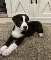 John, a male Australian Shepherd and Labrador Retriever for sale in Romeo, MI – 3 of 3
