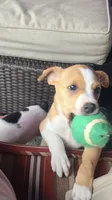 Thomas, a male Rat Terrier for sale in Romeo, MI – 3 of 8