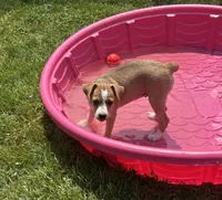Thomas, a male Rat Terrier for sale in Romeo, MI – 5 of 5