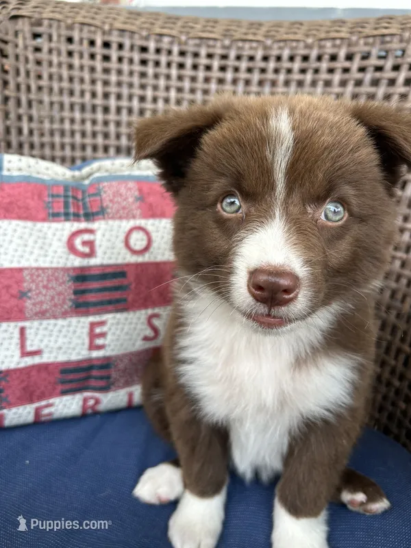 Cora – Australian Shepherd puppy for sale in Romeo, MI