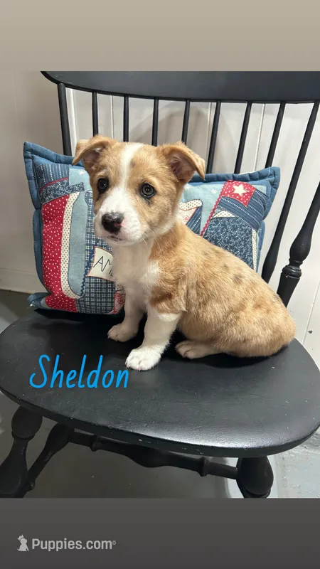 Sheldon – Miniature Australian Shepherd puppy for sale in Romeo, MI