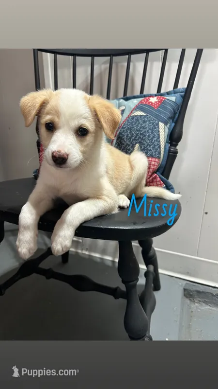 Missy – Miniature Australian Shepherd puppy for sale in Romeo, MI