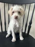 AJ, a male Shih Tzu and Poodle - Miniature  for sale in Romeo, MI – 2 of 7