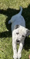 Opie, a male Australian Cattle Dog for sale in Romeo, MI – 2 of 3