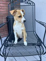 Johnny, a male Rat Terrier for sale in Romeo, MI – 1 of 8