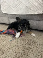 Will, a male Miniature Australian Shepherd for sale in Romeo, MI – 2 of 3