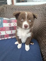 Cora, a female Australian Shepherd for sale in Romeo, MI – 4 of 4