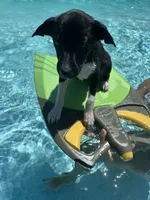 Alex, a male Rat Terrier for sale in Romeo, MI – 8 of 8