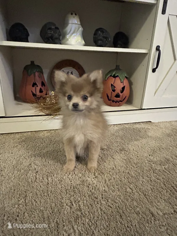 JC – Pomeranian puppy for sale in Romeo, MI