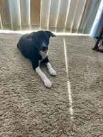 Alex, a male Rat Terrier for sale in Romeo, MI – 7 of 8