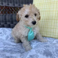 Honey, a male Poodle - Toy  for sale in Romeo, MI – 4 of 4