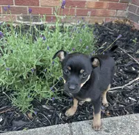 Jerry, a male Chihuahua for sale in Romeo, MI – 6 of 10