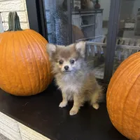JC, a male Pomeranian for sale in Romeo, MI – 2 of 5