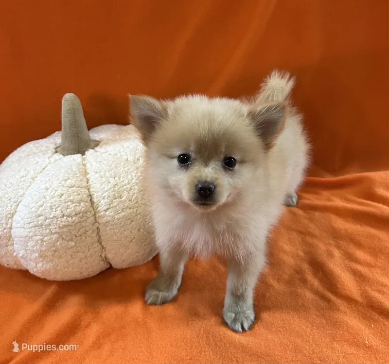 Chris – Pomeranian puppy for sale in Romeo, MI
