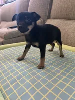 Jerry, a male Chihuahua for sale in Romeo, MI – 5 of 5