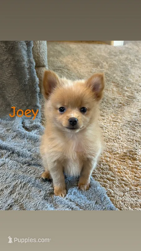 Joey – Pomeranian puppy for sale in Romeo, MI