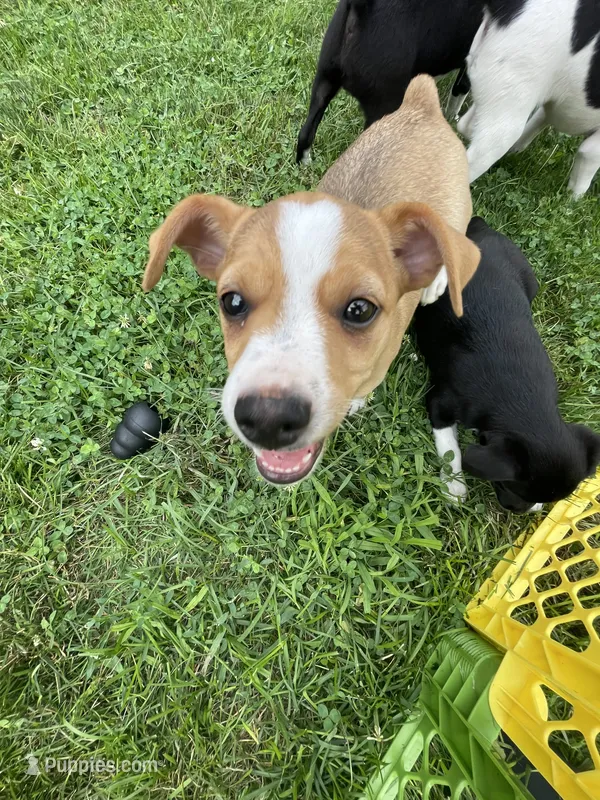 Thomas – Rat Terrier puppy for sale in Romeo, MI