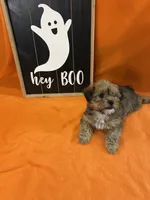 Lance, a male Shorkie for sale in Romeo, MI – 2 of 2