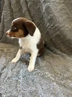 Maxine, a female Miniature Australian Shepherd for sale in Romeo, MI – Photo 4 of 4