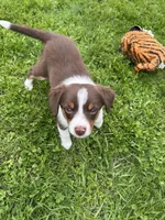 Maxine, a female Miniature Australian Shepherd for sale in Romeo, MI – Photo 4 of 6