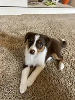 Maxine, a female Miniature Australian Shepherd for sale in Romeo, MI – Photo 2 of 6