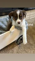 Maxine, a female Miniature Australian Shepherd for sale in Romeo, MI – Photo 2 of 4