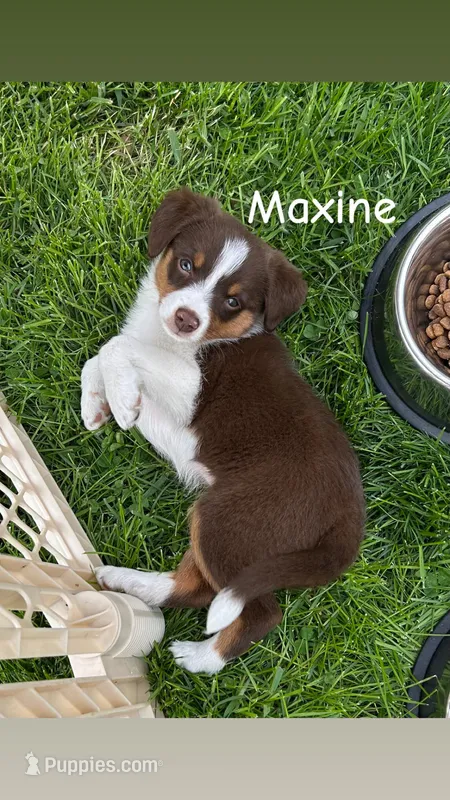 Maxine – Miniature Australian Shepherd puppy for sale in Romeo, MI