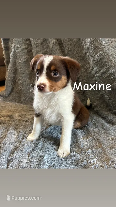Maxine – Miniature Australian Shepherd puppy for sale in Romeo, MI