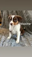 Maxine, a female Miniature Australian Shepherd for sale in Romeo, MI – Photo 1 of 4