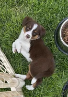 Maxine, a female Miniature Australian Shepherd for sale in Romeo, MI – Photo 3 of 4