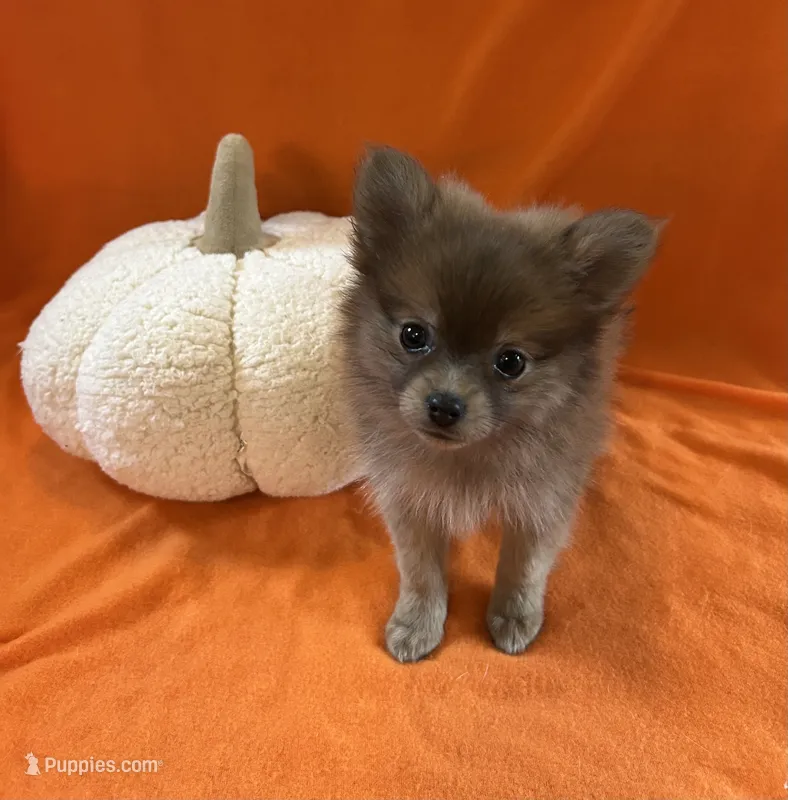 JC – Pomeranian puppy for sale in Romeo, MI