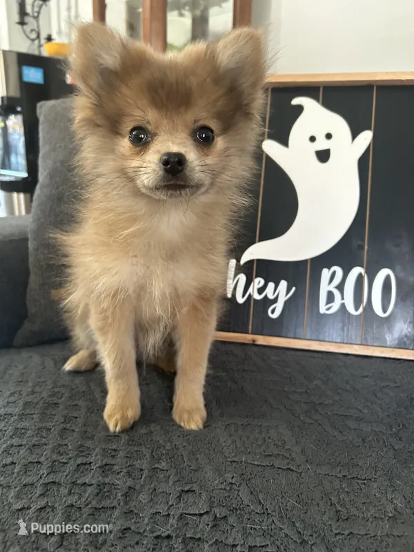 Jerry – Pomeranian puppy for sale in Romeo, MI