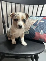 Howie, a male Miniature Australian Shepherd for sale in Romeo, MI – 2 of 3