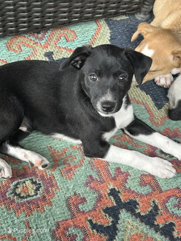 Abe – Rat Terrier puppy for sale in Romeo, MI