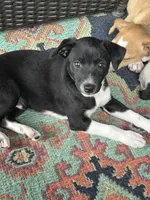 Abe, a male Rat Terrier for sale in Romeo, MI – 1 of 6