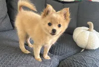 Tommy, a male Pomeranian for sale in Romeo, MI – 2 of 7