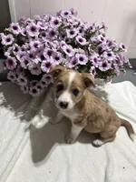 Sheldon, a male Miniature Australian Shepherd for sale in Romeo, MI – 3 of 3