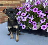 Jerry, a male Chihuahua for sale in Romeo, MI – 8 of 10