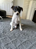 Tom, a male Chihuahua for sale in Romeo, MI – 2 of 4
