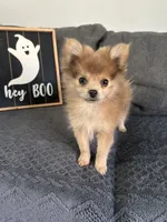 Jerry, a male Pomeranian for sale in Romeo, MI – 3 of 8