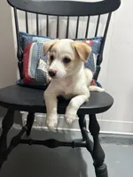 Missy, a female Miniature Australian Shepherd for sale in Romeo, MI – 2 of 3